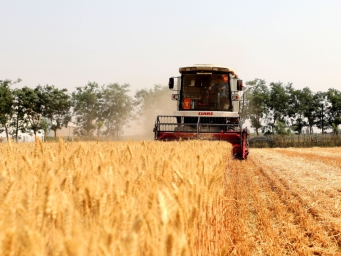 河北隆尧：小麦抢收忙