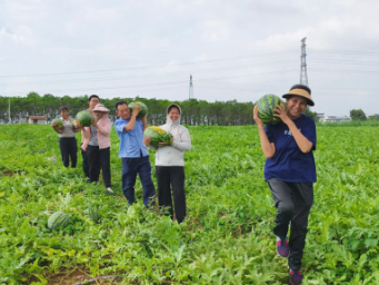 甜蜜暴击！武宣镇500亩西瓜丰收