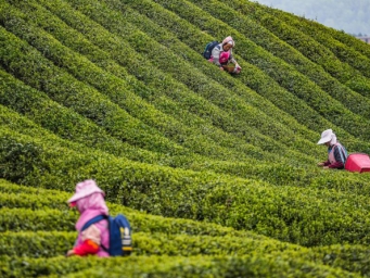 贵州：和美发展 逐绿“黔”行