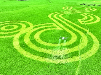 重庆一水稻基地，村民利用无人机开展水稻“飞防”作业