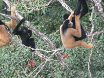 从“隔山相望”到“跨境共生”：中越携手守护“黑冠精灵”